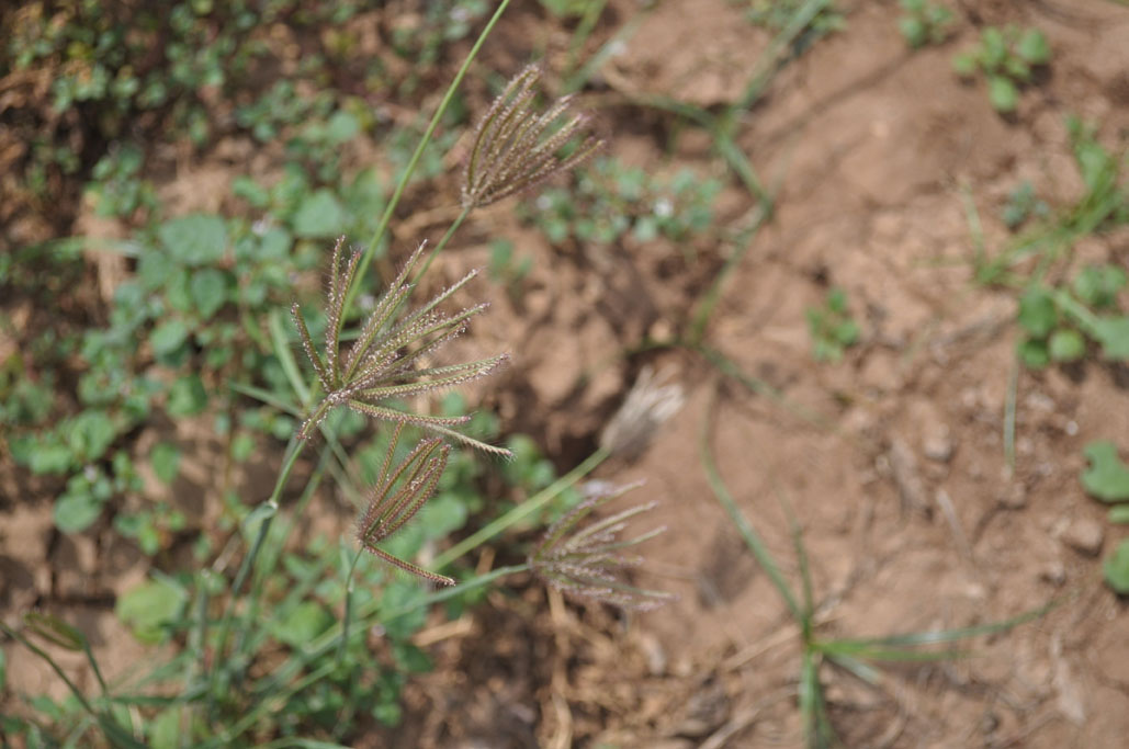 Chloris barbata